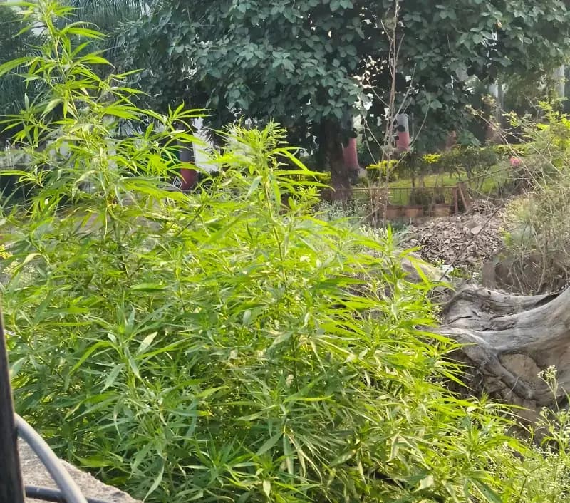जहां फूल होने थे, वहां गांजा लहलहाया: लोढ़ी की सरकारी पौधशाला या ‘मजाकशाला’ ?